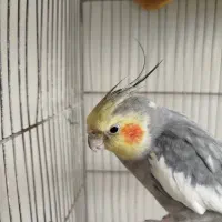 عروس هلندی سخنگو|پرنده|فردیس, شهرک ارم|دیوار