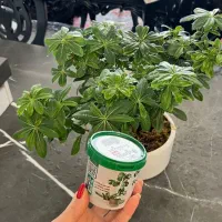 قرص کود|گل و گیاه طبیعی|نائین, |دیوار