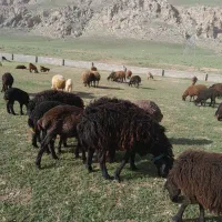 قوچ همو