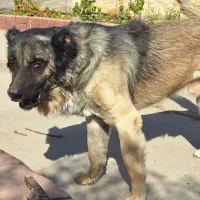 فروش دو قلاده سگ نژاد سرابی|سگ|دلیجان, |دیوار