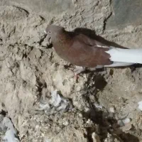 کبوتر|پرنده|لالی, |دیوار