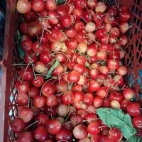 گیلاس و آلبالو