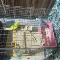 مرغ عشق|پرنده|شیراز, تندگویان|دیوار