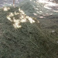 یونجه فروشی|حیوانات مزرعه|زند, |دیوار