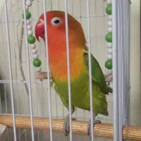 طوطی بریزیلی