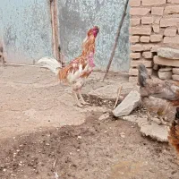 خروس لاری