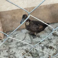 اردک|حیوانات مزرعه|گرمسار, |دیوار