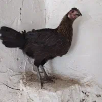 جوجه ۳ ماهه گلین عشایری نژاد گلپر بیضا|حیوانات مزرعه|شیراز, شهرک گلستان|دیوار