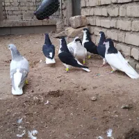 4 جفت کبوتر سیاه پوش ذات دار قشنگ سالم