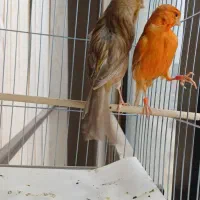 قناری دارچینی و چغندری ماده مست جوان آماده