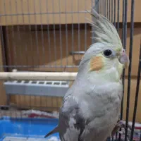 جفت عروس هلندی|پرنده|رودسر, |دیوار