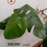(گل و گیاه آپارتمانی )|گل و گیاه طبیعی|مشهد, سرافرازان|دیوار