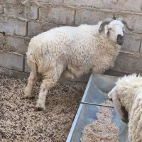 بره نر یا همون قوچک|حیوانات مزرعه|هیرمند, |دیوار