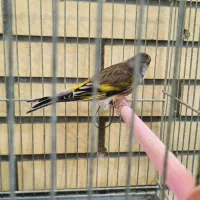 سهره قناری با قفس و تجهیزات|پرنده|اصفهان, دهنو|دیوار