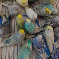 مرغ عشق رینبو رنگین کمانی اسپانگل تعداد|پرنده|تهران, شهرک ولیعصر شمالی|دیوار