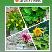 همکاری در گلخانه