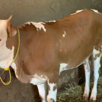گوساله قرمز|حیوانات مزرعه|گتاب, |دیوار