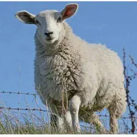 سلاخی وقصاب سیار، سلاخ گوسفند