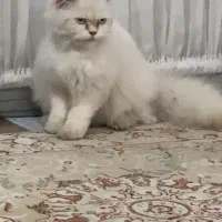 گربه پرشین ۹ماه چشم ابی