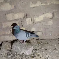 ۷ جوانه پرشی|پرنده|بیرجند, |دیوار