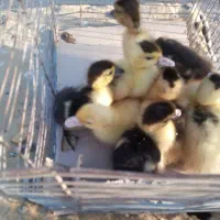 جوجه اردک مسکویی