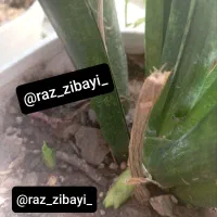 قرص کود|گل و گیاه طبیعی|سبزوار, هویزه|دیوار