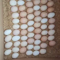 تخم مرغ گلین گلین ریشو پنگوئنی نطفه تضمینی