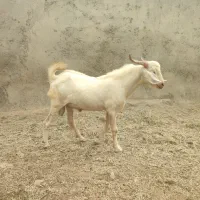 نری|حیوانات مزرعه|قلعه قاضی, |دیوار