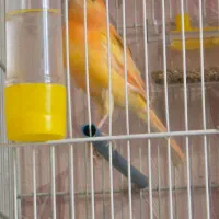 ماده ردفاکتور به همراه دو عددنر|پرنده|مشهد, شریف|دیوار