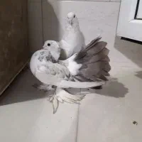 کفتر فروشی و معاوضه|پرنده|تهران, یافت آباد جنوبی|دیوار