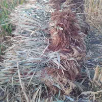 جارو|لوازم نظافت|زنجان, |دیوار