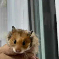 همستر بامزه حیوان خانگی