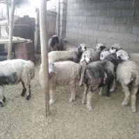 شیشک و میش ترکی|حیوانات مزرعه|شیراز, هفت تنان|دیوار