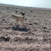 سگ گله افغان