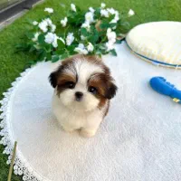 تریکالر توله کوچک شیتزو ناز|سگ|رشت, سعدی (تختی)|دیوار