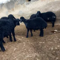 هشت عدد بره نرقره قزل یک عدد بره ماده فروشی