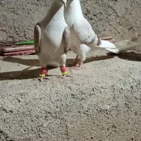 کفتر دوکت