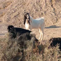 فروشی نر بز گلابی یکسال