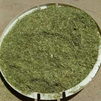 کاه کوبیده یونجه