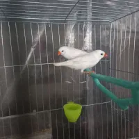 فنچ آلبینو ( سفید)