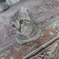 واگذاری رایگان گربه|گربه|شیراز, شهرک مهدیآباد|دیوار