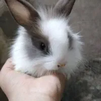 فروش بچه خرگوش نژاد دار تکی و عمده (باتخفیف)