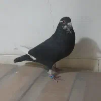 کفتر شهرستانی|پرنده|چهاردانگه (تهران), |دیوار