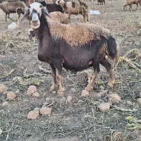میش چاق