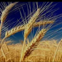 گندم چمران 2مهرگان بشرط ضمانت|عمده‌فروشی|اهواز, سلیم آباد(سه راه خرمشهر)|دیوار