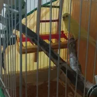 دوتا مرغ عشق جفت