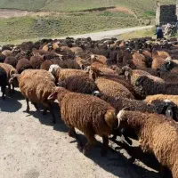 فروش تعدادی بر نر بز و میش