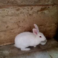 خرگوش سفید خوشگل باهوش