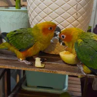 طوطی خورشیدی سان کانور ۶ ماهه پشت زرد