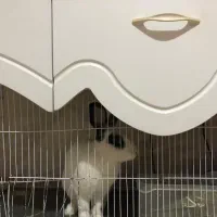 خرگوش نر اهلی به همراه قفس ووسایل|موش و خرگوش|تبریز, |دیوار